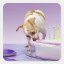 Recherche de dog chihuahua autocollants Anniversaire