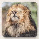 Zoek naar leeuwen onderzetters Wildfotografie