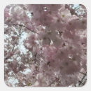 Recherche de fleurs de cerisier autocollants Photographie