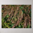 Zoek naar veren posters Mother