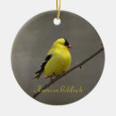 Recherche de american photographie Oiseau
