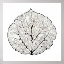 Recherche de squelette posters Arbre