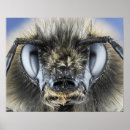 Zoek naar hommels posters Insecten