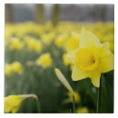 Recherche de fleur jonquille carreaux Flore