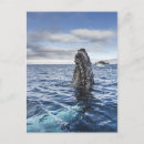 Recherche de bosse cartes postales Vie marine