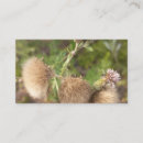 Recherche de chardon cartes visite Jardinier
