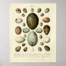 Zoek naar eieren posters Antiek