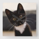 Recherche de chaton mignon horloges Animal