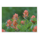 Recherche de castilleja Rouge
