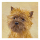 Recherche de terrier cairn posters Chiot