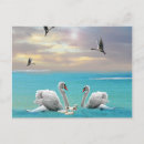 Recherche de cygnes cartes postales Pour elle