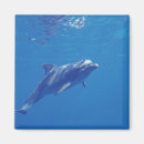 Recherche de cozumel magnete Mer