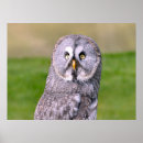 Recherche de hibou gris posters Oiseau de proie
