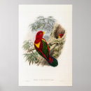 Recherche de perroquet vintage posters Nature