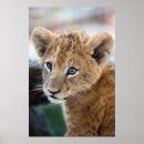 Recherche de lion de bébé art Félin
