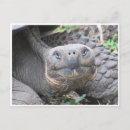 Recherche de tortue géante cartes postales Reptiles