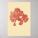 Zoek naar zeewier posters Antiek