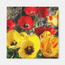 Recherche de tulipes rouges magnets Jaune