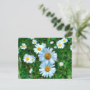 Recherche de marguerite sauvage cartes postales Jaune