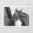 Recherche de jument photographie Jument et poulain