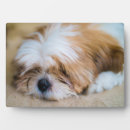 Recherche de shih plaques Chiot