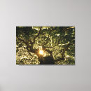Recherche de rayons impressions sur toile Forêt