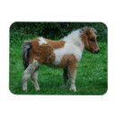 Recherche de étalon magnets Mignon