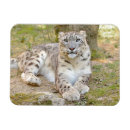 Recherche de panthère magnets Prédateur