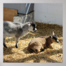 Zoek naar zonneschijn posters Boerderij