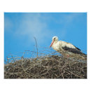 Recherche de cigogne posters Animal