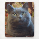 Recherche de chat bleu russe tapis souris Félin
