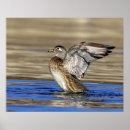 Recherche de canard sauvage posters Sauvagine
