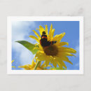 Zoek naar zonnebloemen briefkaarten Zomer