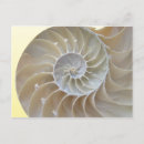 Recherche de abalone cartes postales Coquillages
