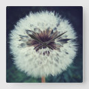 Recherche de pissenlit horloges Nature