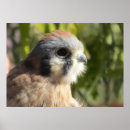 Zoek naar torenvalk posters Vogel