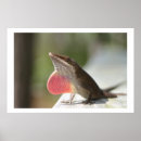 Zoek naar anole posters Lizards