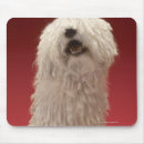 Recherche de adorable chien tapis souris Photographie