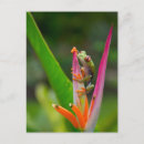 Recherche de grenouille costa rica cartes postales Vert
