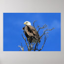 Recherche de oiseau américain posters Canada