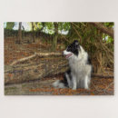 Recherche de colley puzzles Border collie