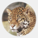 Recherche de jaguar autocollants Animal