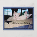 Recherche de angora cartes postales Chats