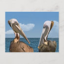 Zoek naar pelikaan briefkaarten Oceaan