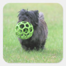 Recherche de cairns autocollants Dog