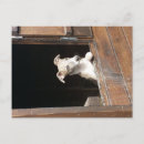 Zoek naar whippet briefkaarten Puppy