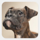 Recherche de partie du corps autocollants Chien