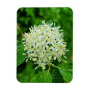 Recherche de arbuste magnets Plante