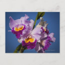Recherche de orchidées de cattleya cartes postales Nature
