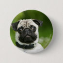 Recherche de de balai photographie Photographe canin